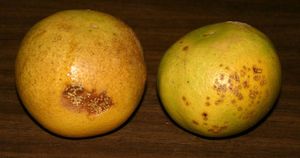 uploads/images/disease/Citrus canker of orange.jpg